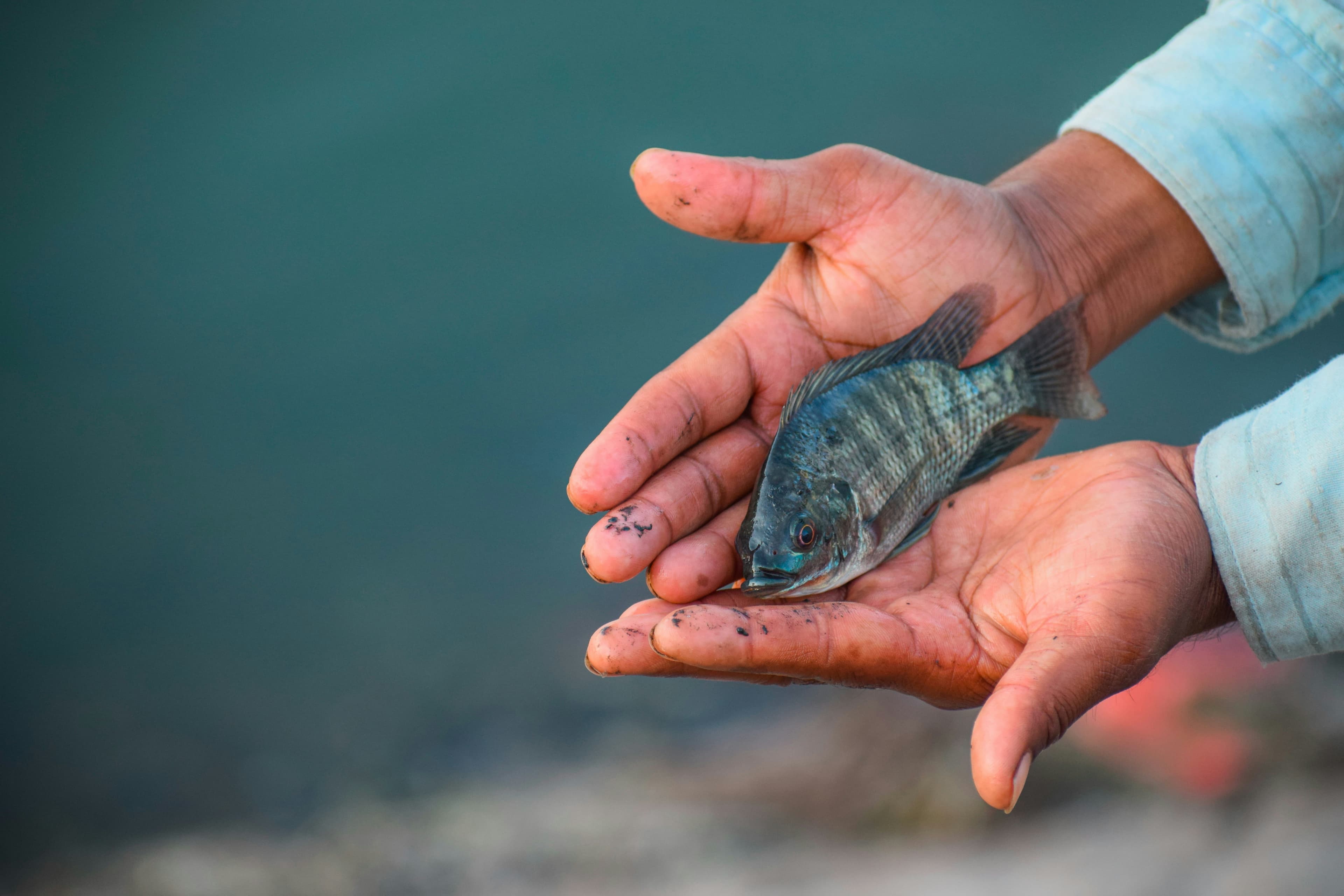 Hands holding a freshly caught fish by the water